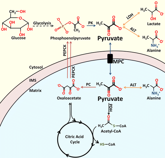 Figure_2_Proximal_pyruvate_metabolism_pathway_[1]